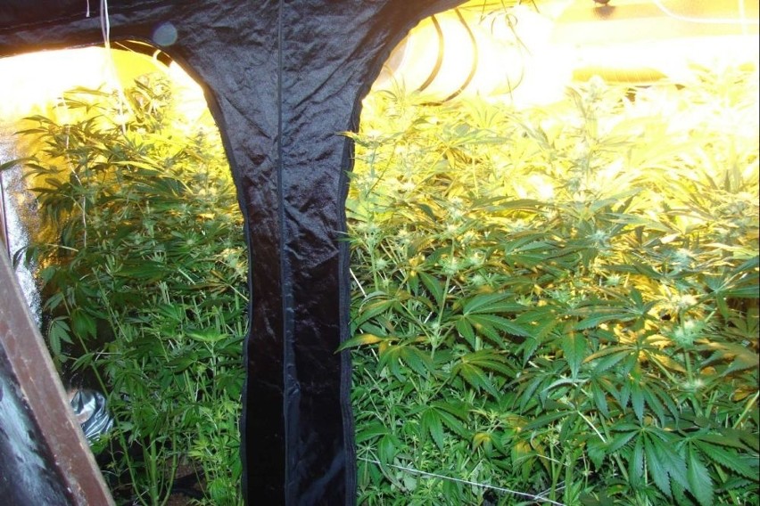 W Tucholi zlikwidowano plantację marihuany [zdjęcia]