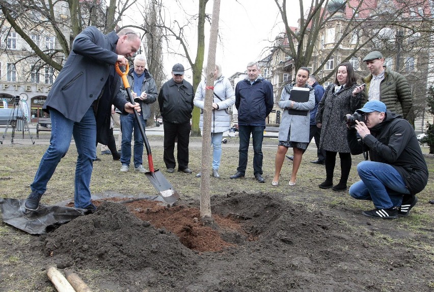 Piotr Krzystek posadził drzewo na placu Grunwaldzkim [ZDJĘCIA]