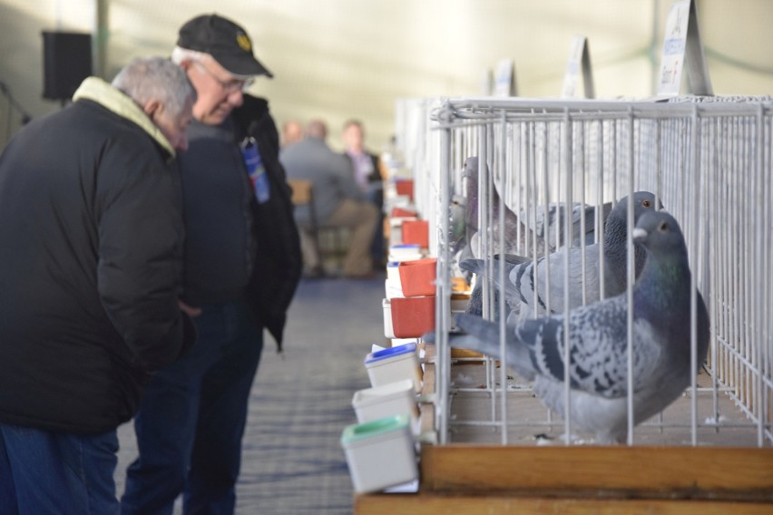 W Aleksandrowie Kujawskim odbyła się wystawa gołębi pocztowych [zdjęcia]