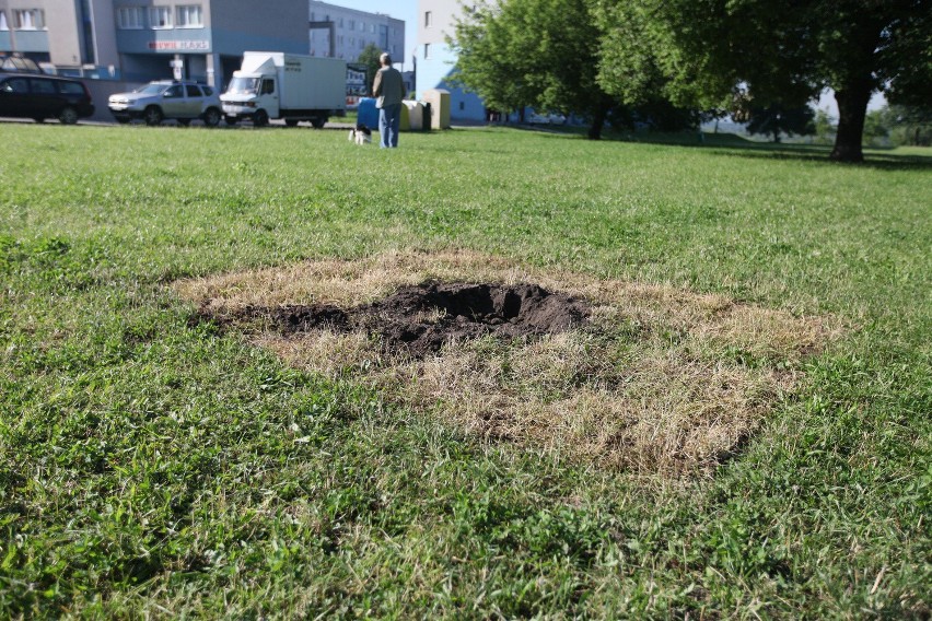 Nowa Huta. Zniszczono dąb wolności, który zasadził prezydent [ZDJĘCIA]