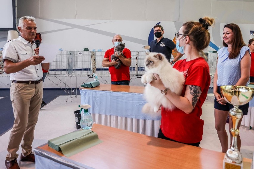 Międzynarodowa wystawa kotów rasowych w Gdańsku. Mruczące piękności zaprezentowały się w postpandemicznym show