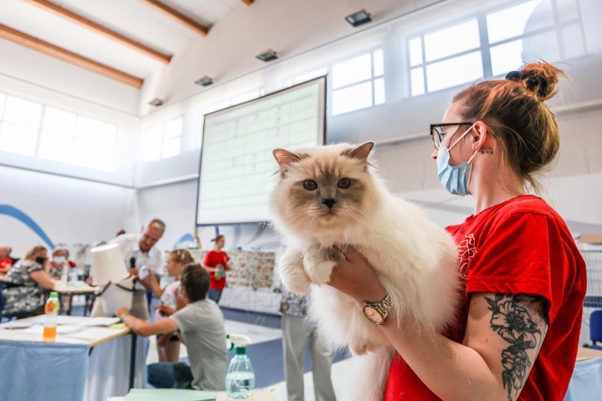 Międzynarodowa wystawa kotów rasowych w Gdańsku. Mruczące piękności zaprezentowały się w postpandemicznym show