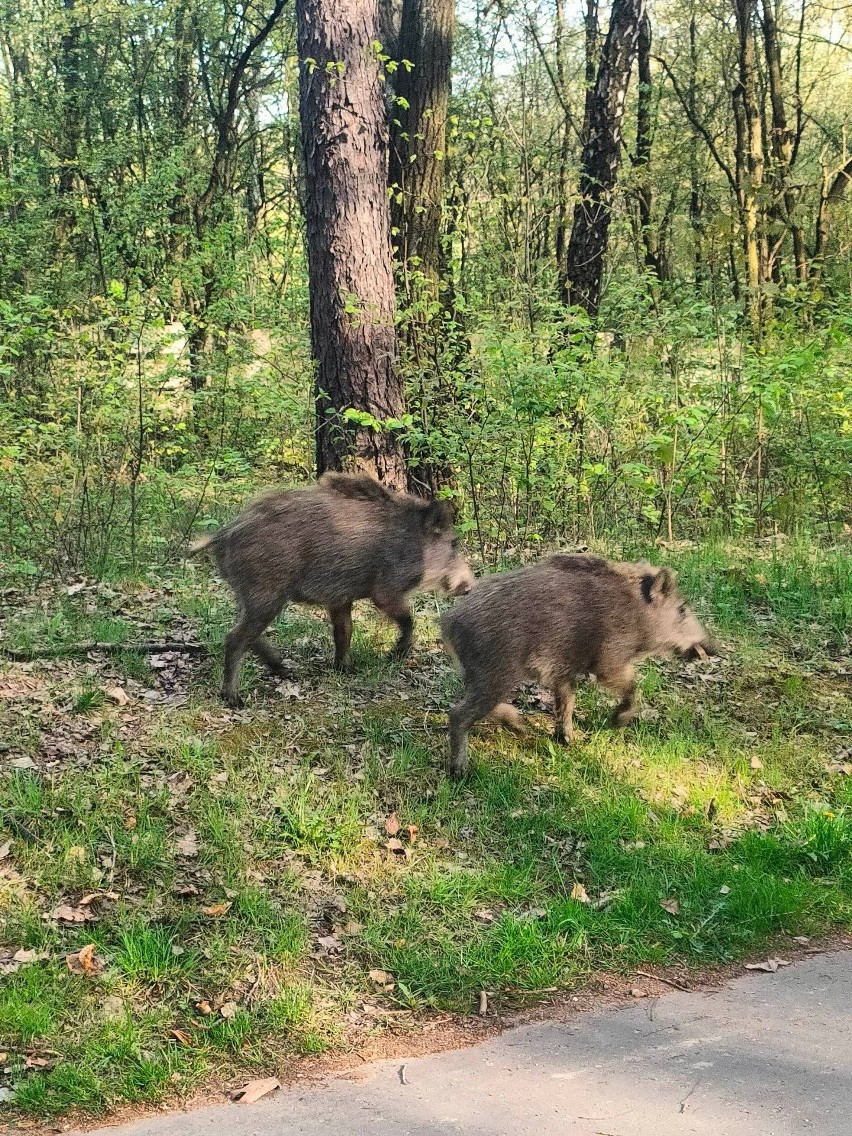 Majówka na Śląsku. Gromadka dzików grasowała w Parku Śląskim w Chorzowie