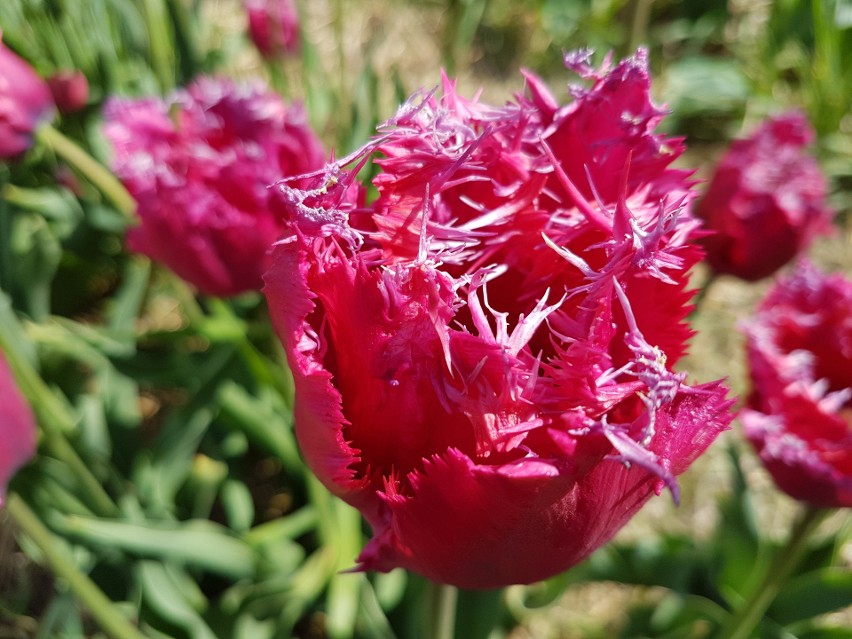 W Magicznych Ogrodach zakwitły niezwykłe tulipany!