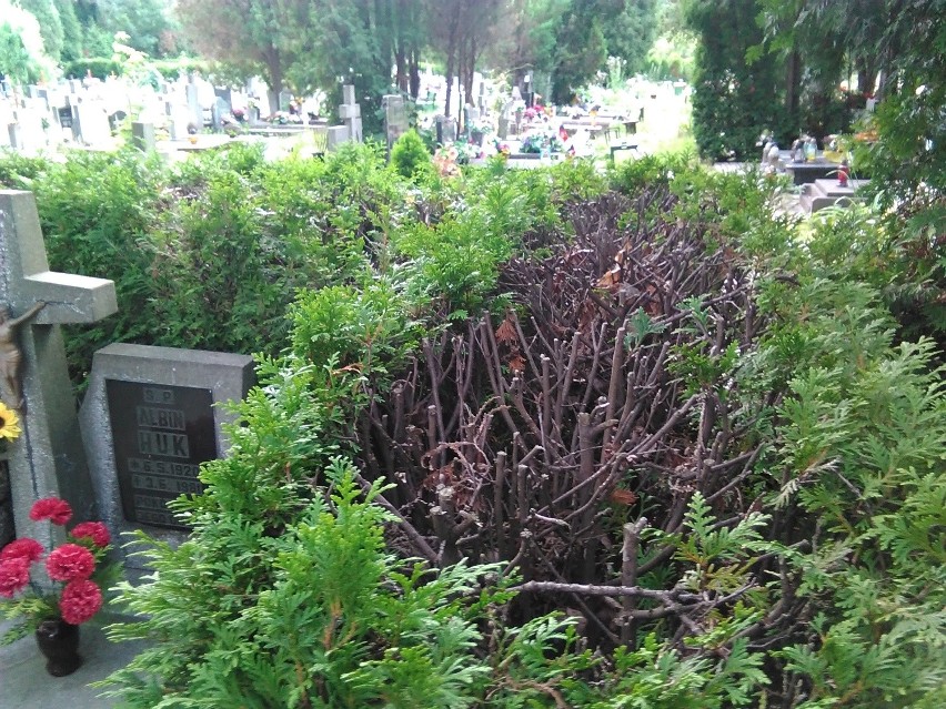 Uschłe drzewa i krzewy występują na terenie całego Cmentarza...