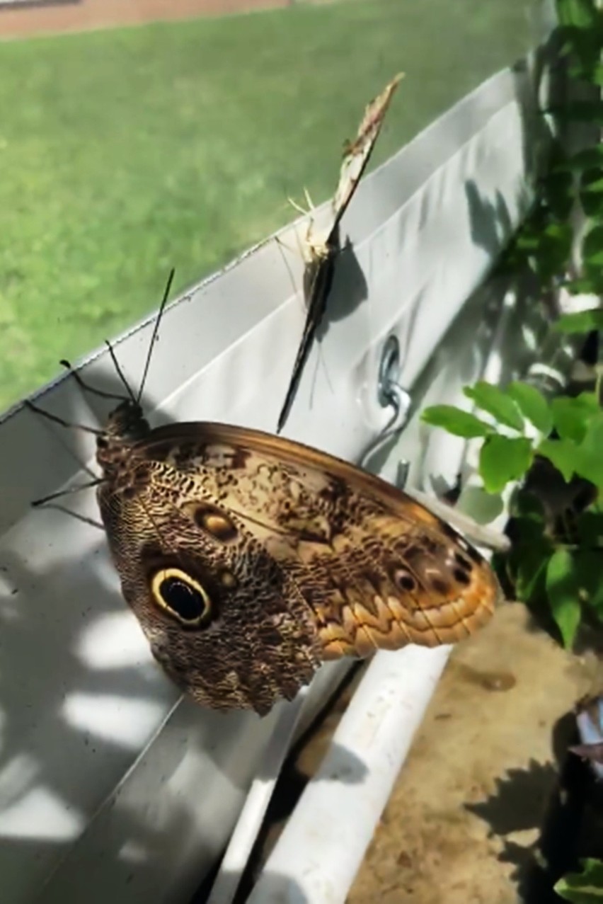 W motylarni w Jaworzu można oglądać motyle tropikalne i...
