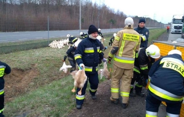 Klatki z trzema tysiącami kaczek wypadły na jezdnię w wyniku wypadku, do którego doszło w nocy z wtorku na środę na drodze ekspresowej S8 na wysokości węzła Moszczenica. Około połowa ptaków wypadku nie przeżyła.