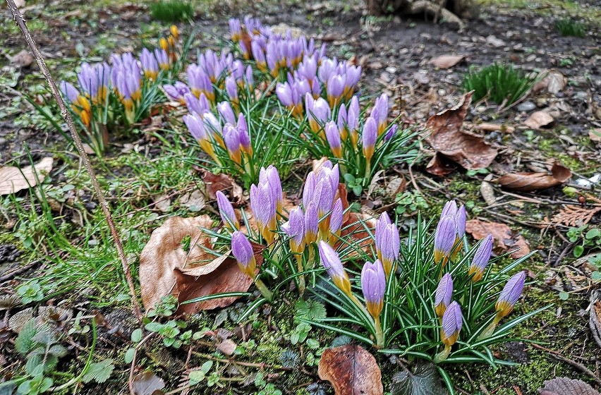 Kraków. Przyroda budzi się do życia. Kwitną pierwsze wiosenne kwiaty  [ZDJĘCIA]