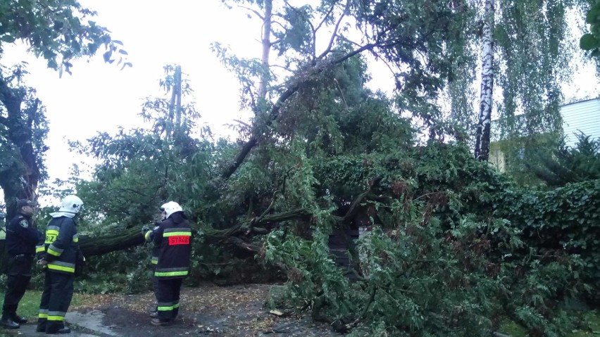Silny wiatr i trudna noc w powiecie cieszyńskim, 50 interwencji strażaków, mnóstwo powalonych drzew ZDJĘCIA