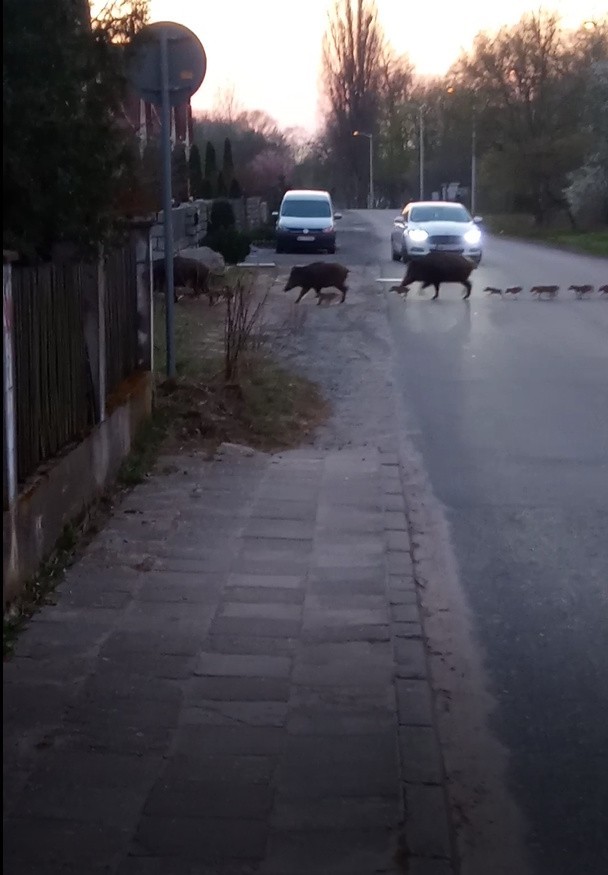 Dziki przechodzą odważnie przez ulicę w Zielonej Górze.