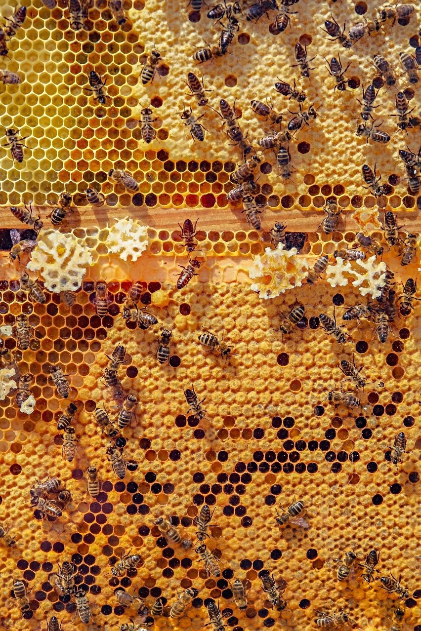 Poidełka dla pszczół domowej roboty. Jak je zrobić?