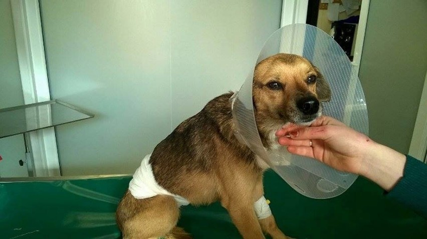 Gdynia: Pies postrzelony z łuku. Policja poszukuje sprawcy