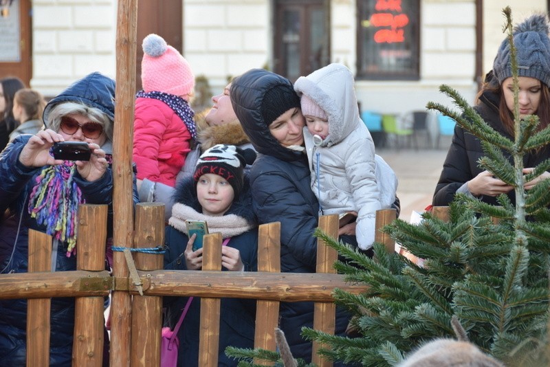  Święty Mikołaj i renifery robią furorę na Rynku w Tarnowie. Dzieci są zachwycone