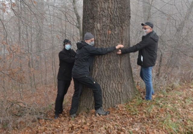 Akcja ratowania przed wycinką starych drzew w Kleczy Dolnej k. Wadowic