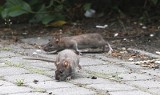 We Wrocławiu rusza obowiązkowa walka ze szczurami. Będzie trwała miesiąc