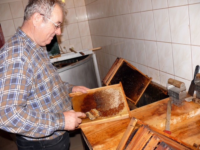 Zięć Alfreda Nakonecznego przygotowuje plastry miodu do odwirowania.