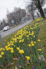 Pierwszy dzień kalendarzowej wiosny w Tychach. Miasto pełne wiosennych kwiatów i ziół. Zobaczcie zdjęcia