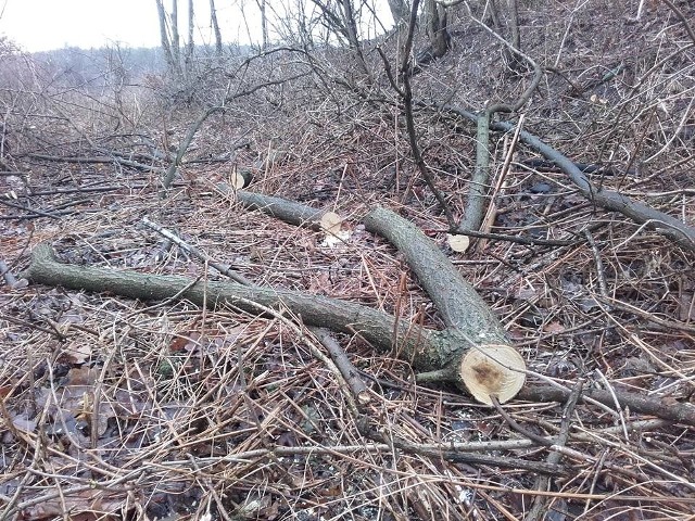 Wycinka drzew w Jastrzębiu. W ich miejscu szlak rowerowy