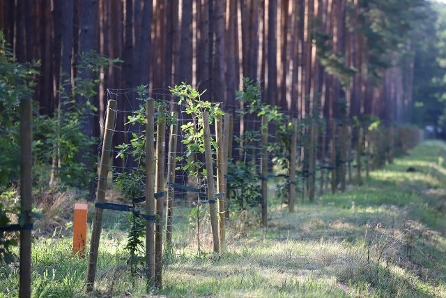 W Nadleśnictwie Bytnica wzdłuż 15,5 kilometrów leśnych dróg posadzono dęby.