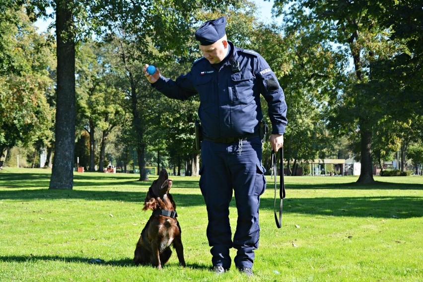 Suwałki. Aida - jedyny płochacz niemiecki w polskiej policji służy w Suwałkach