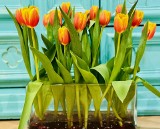 Najlepsze i sprawdzone triki na cięte kwiaty w wazonie. Tak przedłużysz życie kwiatom [21.05.2024]