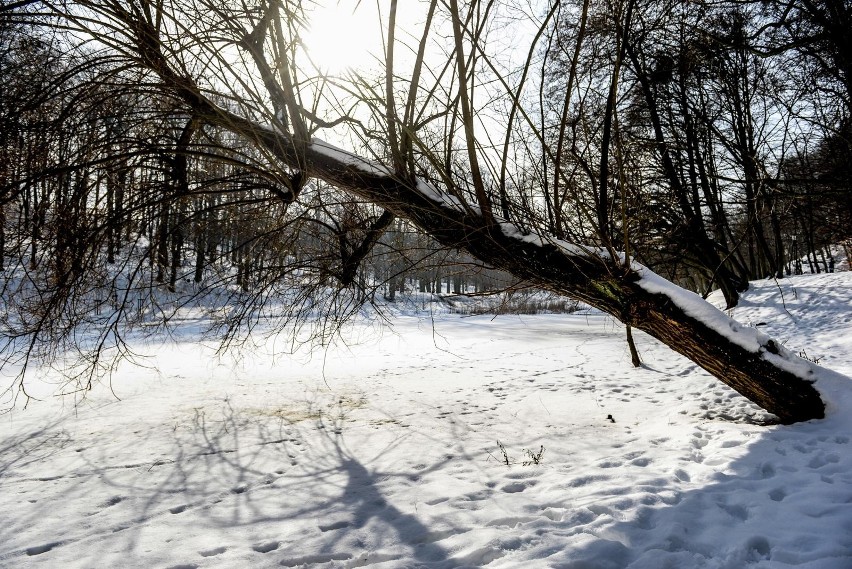 Zima w Parku Oruńskim w Gdańsku. Wszędzie biały puch! W słoneczną niedzielę spacerowiczów nie brakowało 