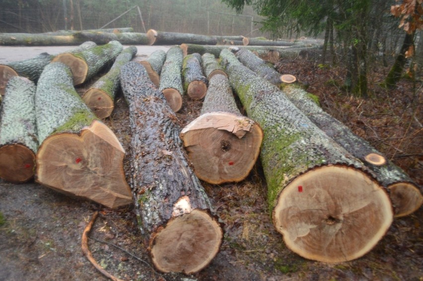 Mieszkańcy i przyrodnicy chcą ocalić przed wycinką stary dębowy las w okolicach Lipiny 