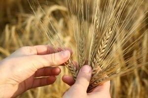 Przetwórcy mówią dość i nie chcą skupować zbóż