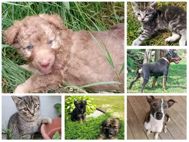 Przygarnij zwierzaka z Tarnobrzega, Sandomierza i okolicy. Te piękne psy i  koty dostaniesz za darmo poprzez ogłoszenie na OLX | Echo Dnia Podkarpackie