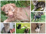 Przygarnij zwierzaka z Tarnobrzega, Sandomierza i okolicy. Te piękne psy i koty dostaniesz za darmo poprzez ogłoszenie na OLX