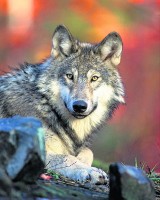 Wilki grasują w lasach w okolicy Bełchatowa? 