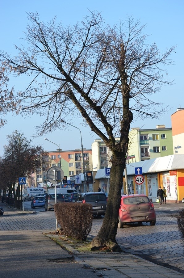 Wytną stare lipy w pień