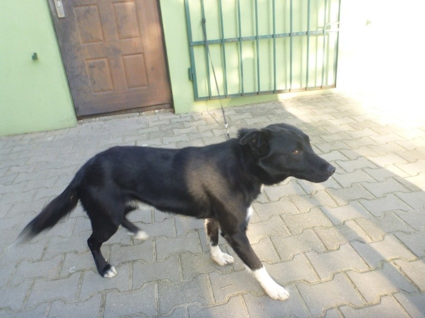 Pies znaleziony w Nowym Dworze Mazowieckim.
