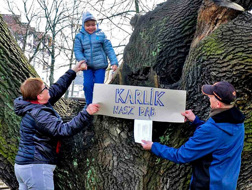 Dąb Karlik z Gogolina