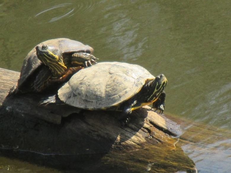 Żółwie w Nacynie w Rybniku! Ktoś wypuścił gady do rzeki!