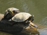 Żółwie w Nacynie w Rybniku! Ktoś wypuścił gady do rzeki! Egzotyczne żółwie mogą stwarzać zagrożenie. Nasz rodzimy żółw jest bez szans