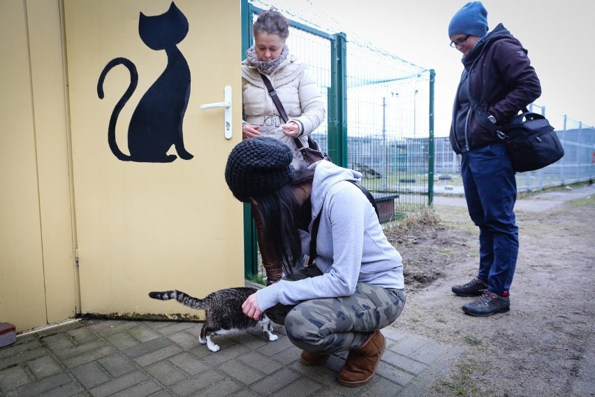 Dzień kota w szczecińskim schornisku. Te mruczki czekają na adopcję [ZDJĘCIA]