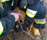 Pies uwięziony w bunkrze w Świerżach-Kończanach. Ktoś zostawił go na pewną śmierć. Usłyszał go mieszkaniec, uratowali strażacy