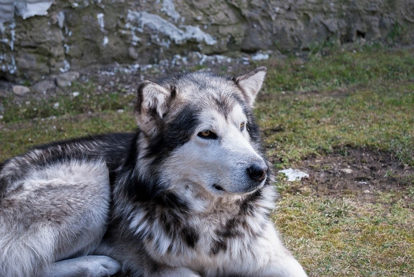 Alaskan malamute to rasa psa zaprzęgowego w typie szpica,...