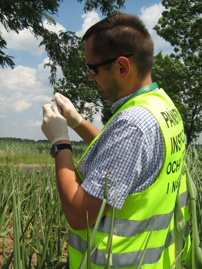 Inspektorzy badają kukurydzę w Kujawsko-Pomorskiem. Czy nie ma zakazanego GMO? [zdjęcia]