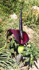 Smocza lilia (Dracunculus vulgaris) – nietypowa i efektowna roślina ogrodowa. Jak ją uprawiać i pielęgnować