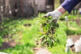 Chwasty w ogrodzie? Pozbędziesz się ich dzięki tym domowym sposobom. Wykorzystaj składniki, które masz w kuchni