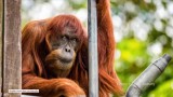 Zmarł najstarszy orangutan na świecie. Puan miał 62 lata [WIDEO]