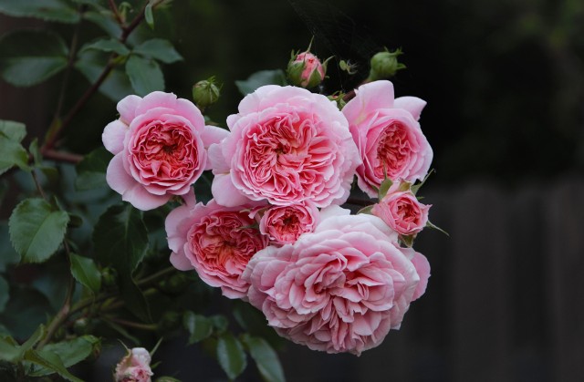 Różowe róże prezentują się subtelnie i elegancko. Ale kwiaty w tym kolorze mogą mieć różny charakter. Zobacz, co wybrać. Przejdź do kolejnych slajdów, użyj strzałki lub przycisku NASTĘPNE.