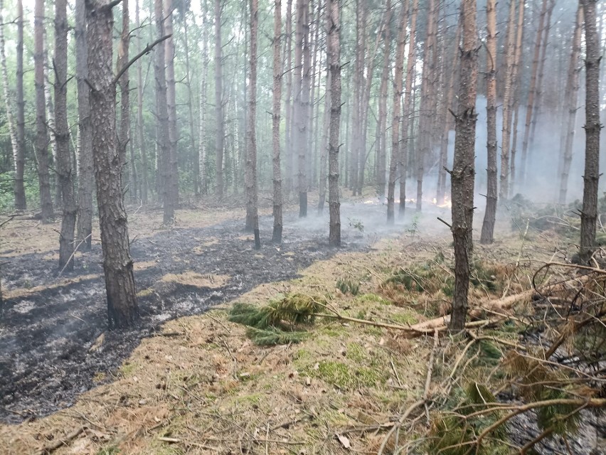 Pożar lasu w Mąkosach Starych, w powiecie radomskim. Na miejscu działały zastępy straży pożarnej. Zobaczcie zdjęcia