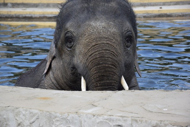 Tak sobie radzą z upałami słonie w śląskim ZOO