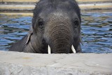 Gorąco? Młode słonie ze śląskiego ZOO mają niezawodny sposób na upały ZDJĘCIA, WIDEO