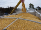 Ceny zbóż na koniec 2022 roku i prognoza na 2023. Minister zapewnia: Nie ma już niekontrolowanego zboża przewożonego z Ukrainy