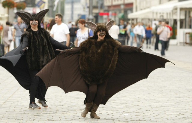 03.09.2012 wroclaw rynek nietoperz dzien nietoperza . ochrona happening zabawa gacek ..gazeta wroclawska.. tomasz holod / polskapresse..