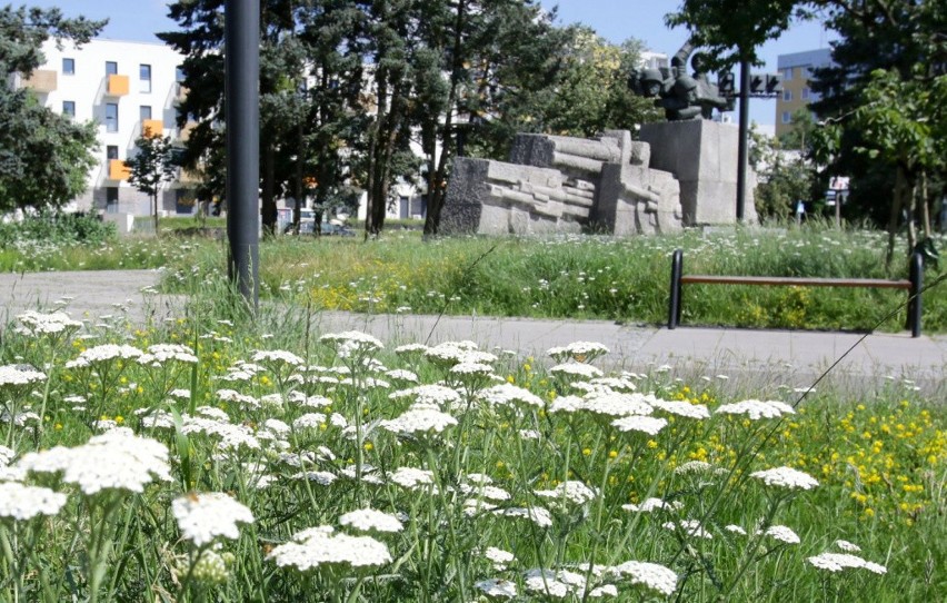 Pierwsze łąki kwietne w Toruniu powstały w ubiegłym roku. To...